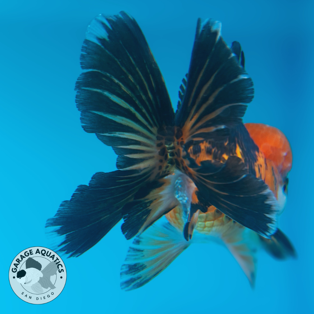 Live Premium Fancy Goldfish Thai Oranda Apache Red Cap Orchid Tail Tail Female 3.5” Body 8 Months (JC-042)