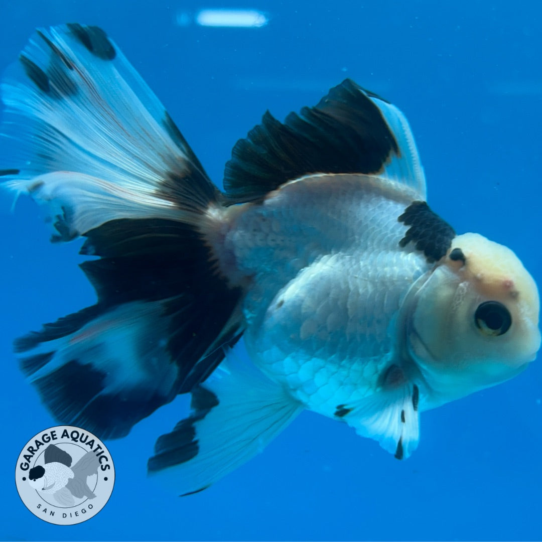 Thai Oranda Panda Rose Tail Strong Body Structure 3.5” Body Male 8 Months (JC-011)