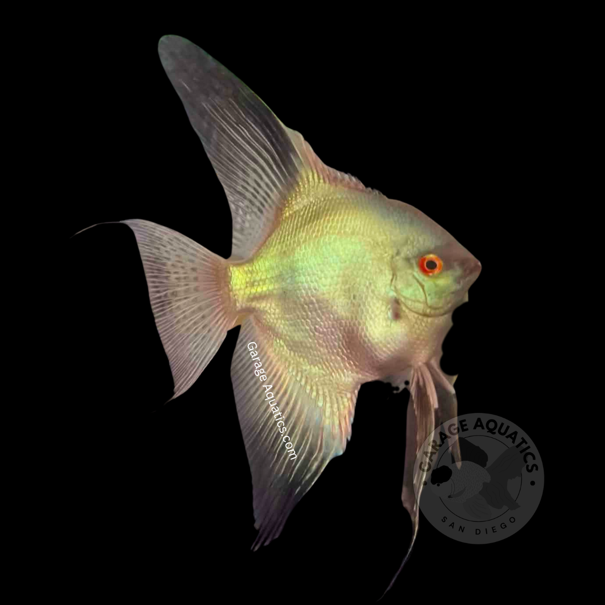 Live Fancy Fish – Bulgarian Blue Angelfish – Rare Line-Bred Pterophyllum Scalare