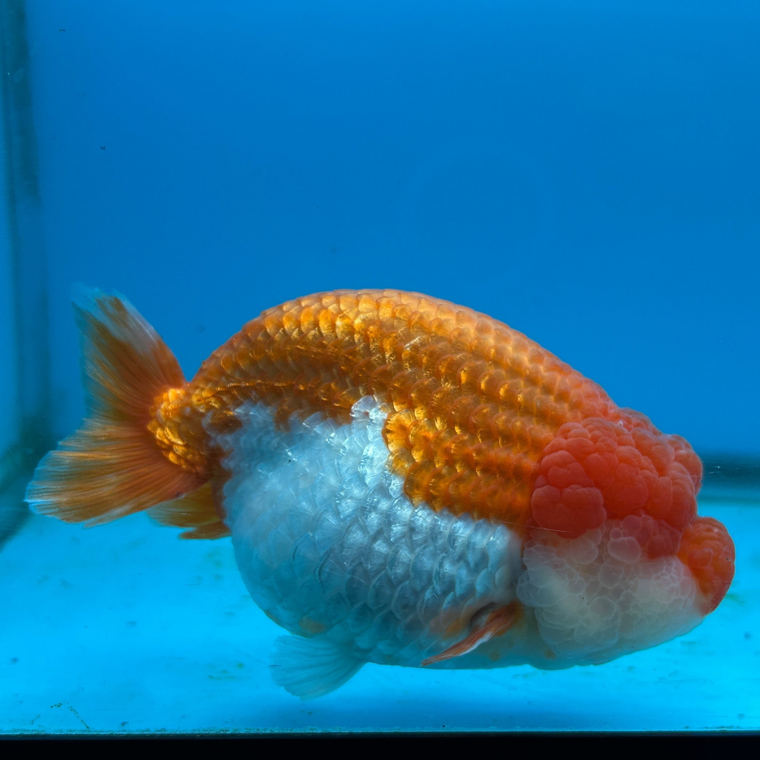 Live Premium Fancy Thai Jumbo Ranchu Red & White 4”-5” Body Size (Our Choice)