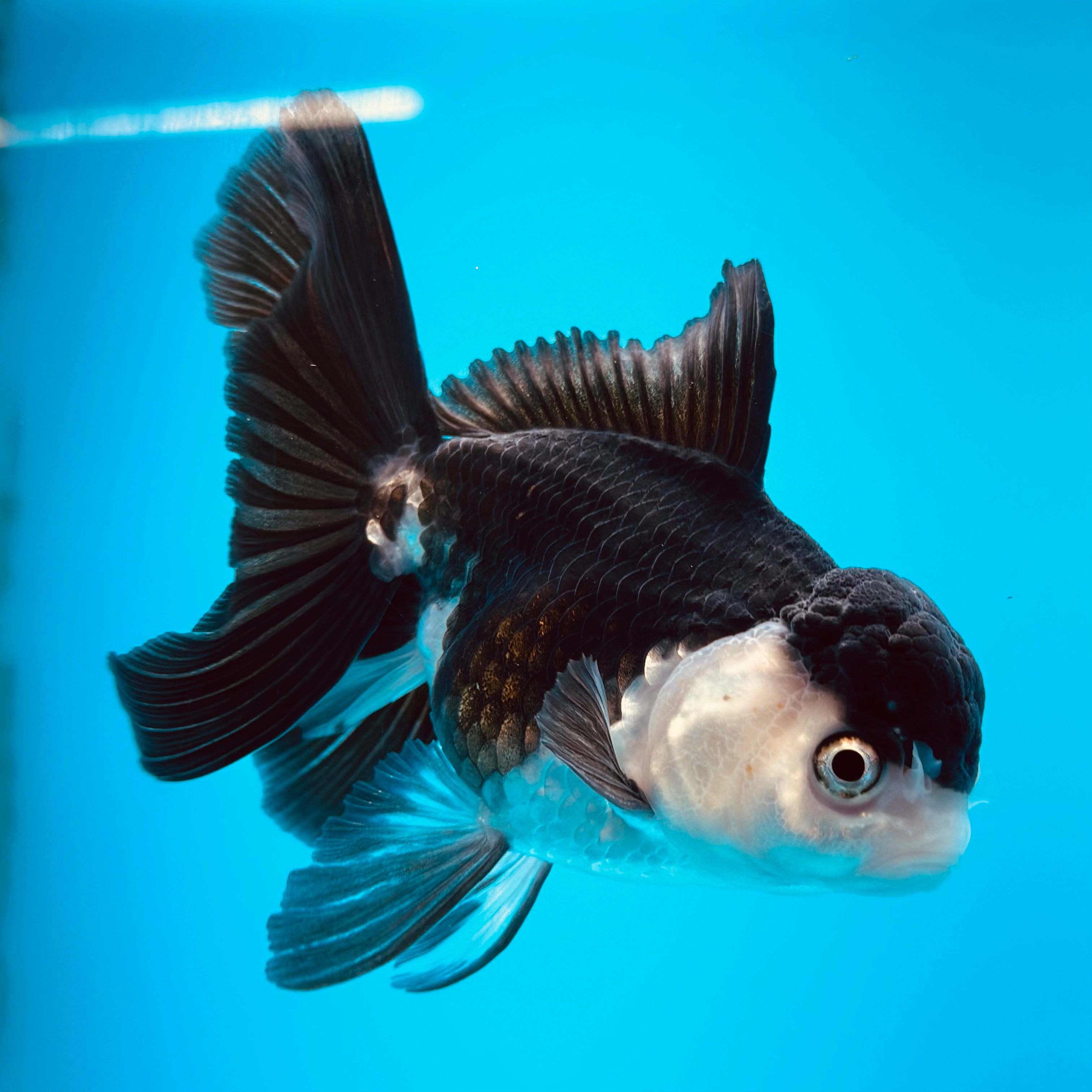Live Premium Fancy Goldfish Thai Oranda 2"-4" Body Panda (Our Choice)