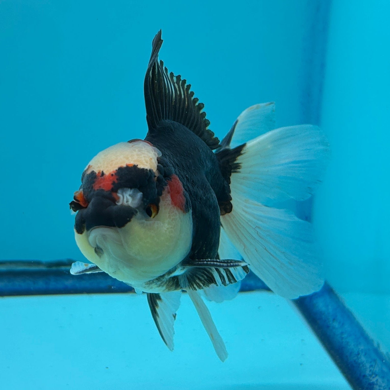 Grade AA Thai Oranda Tri-Color Orchid Tail Strong Body Structure 3.5” Body Male 8 Months (JC-015)