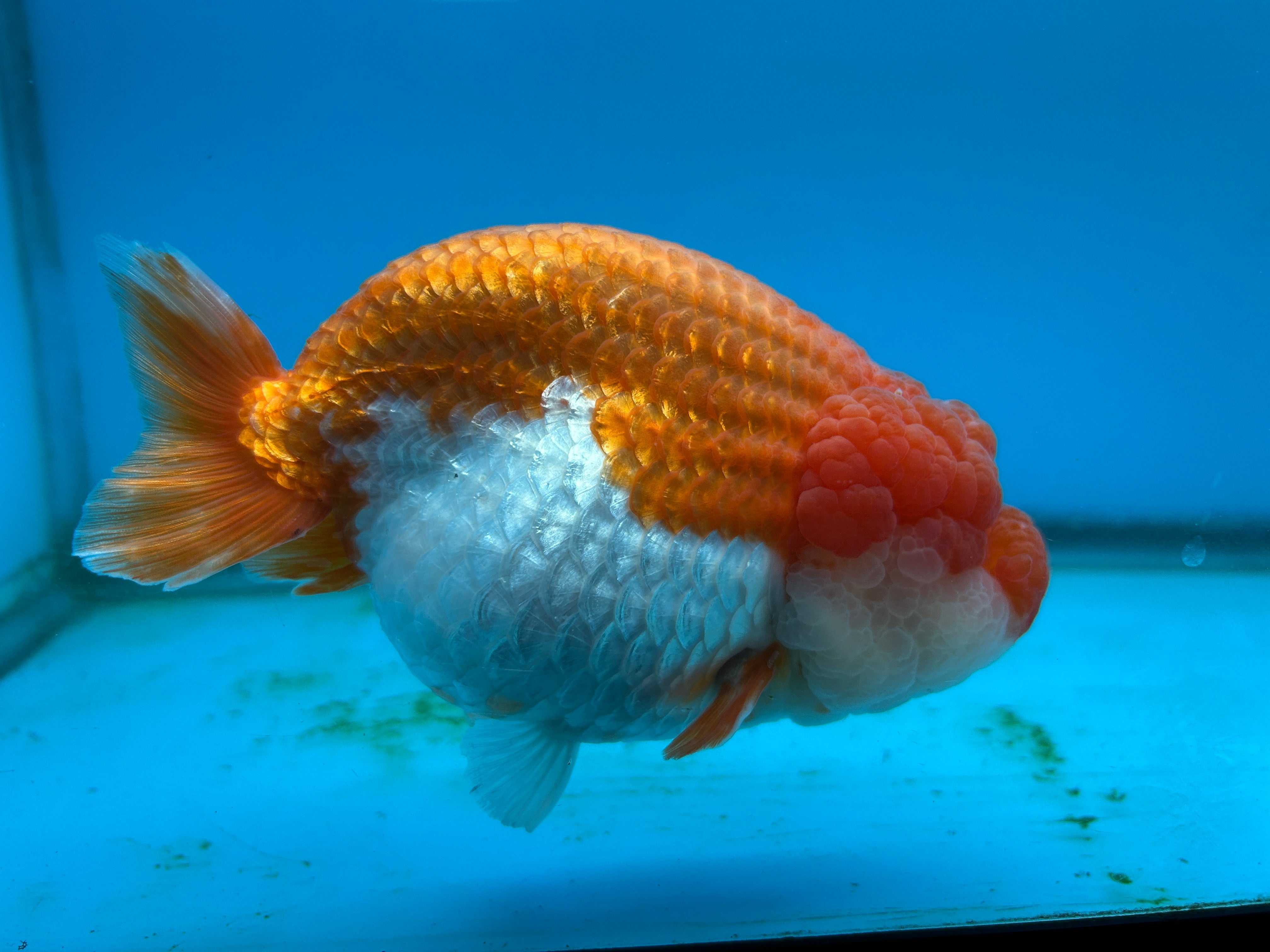 Live Premium Fancy Thai Jumbo Ranchu Red & White 4”-5” Body Size (Our Choice)