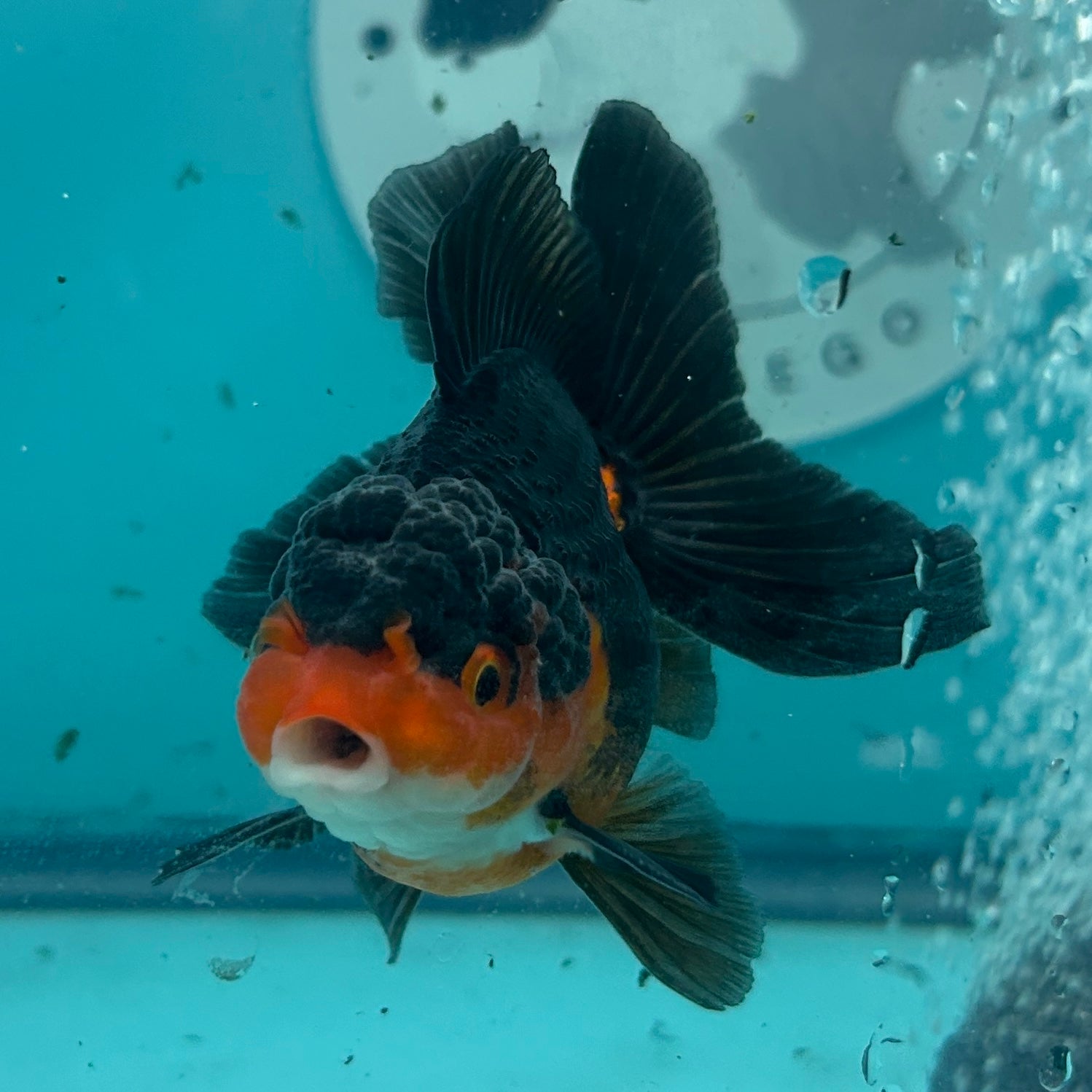 Live Premium Fancy Goldfish Thai Oranda Apache 2.5" Male Body (SAK-004)