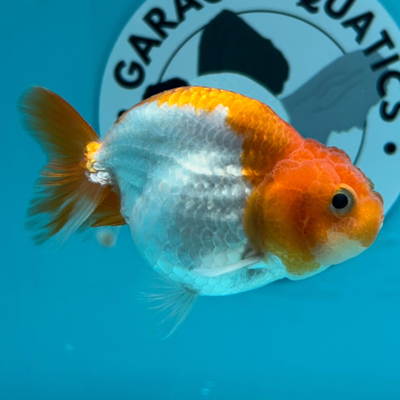 An orange and white goldfish swimming in a bright blue tank, with a circular Garage Aquatics sticker visible on the back wall.