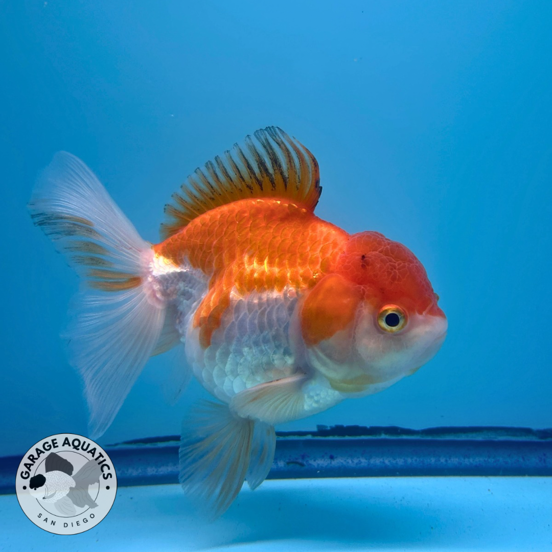 Live Premium Fancy Goldfish Thai Oranda Red and White Orchid Tail Female 3.5” Body 8 Months (JC-054)