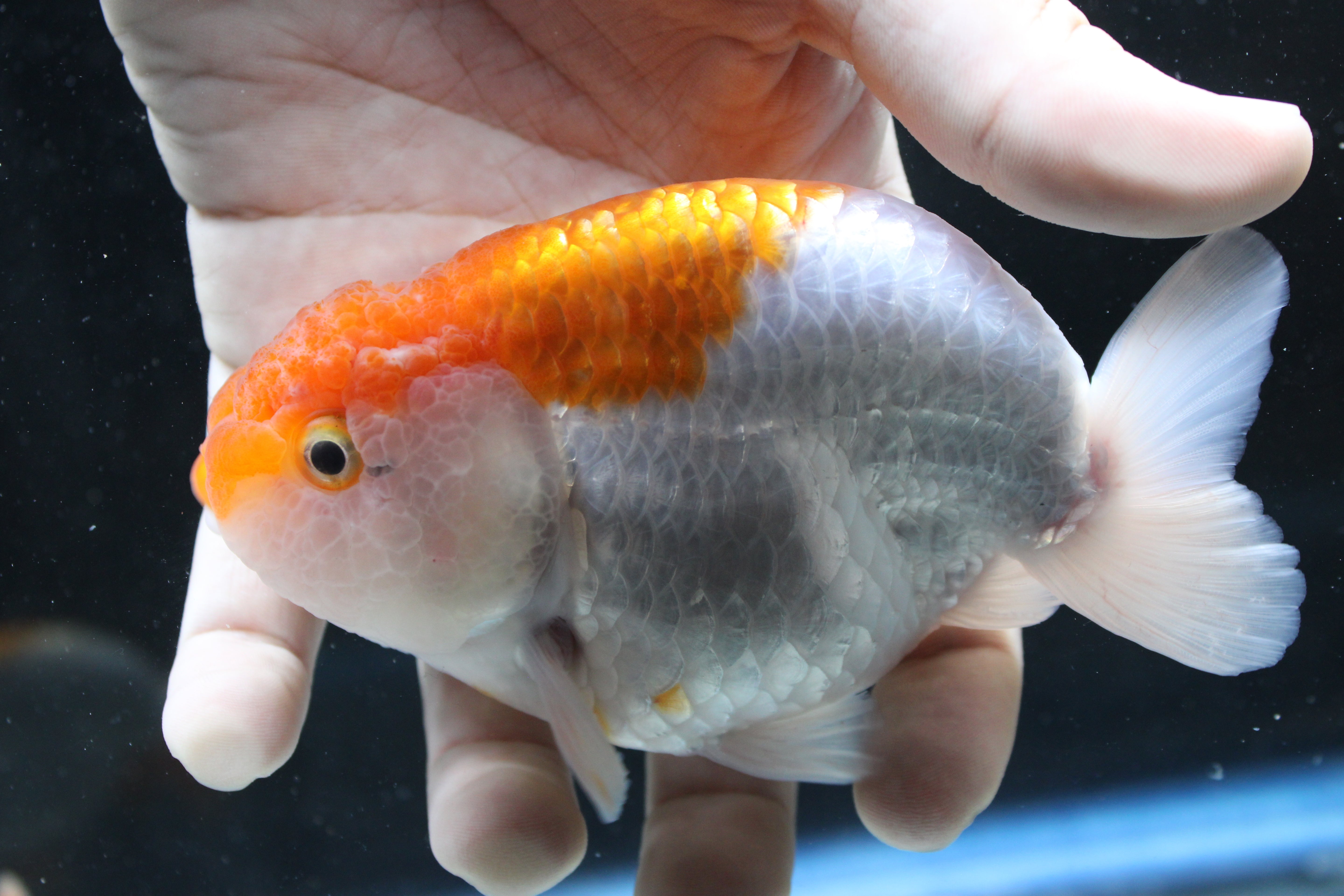 Thai Ranchu Red & White 3.5" Body Male 7 Months (R1001)