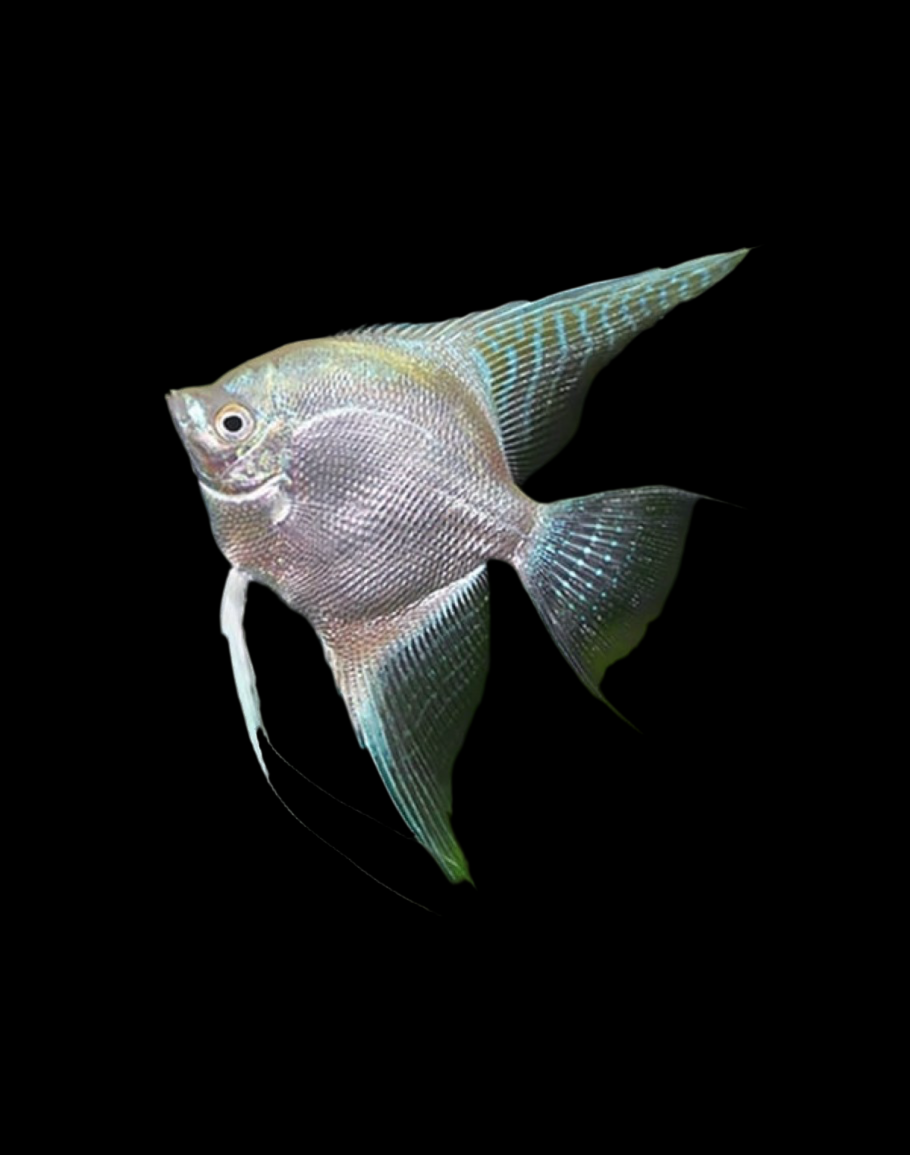 Live Fancy Fish – Diamond Koi Angelfish – Stunning Line-Bred Pterophyllum Scalare – Direct From Farm