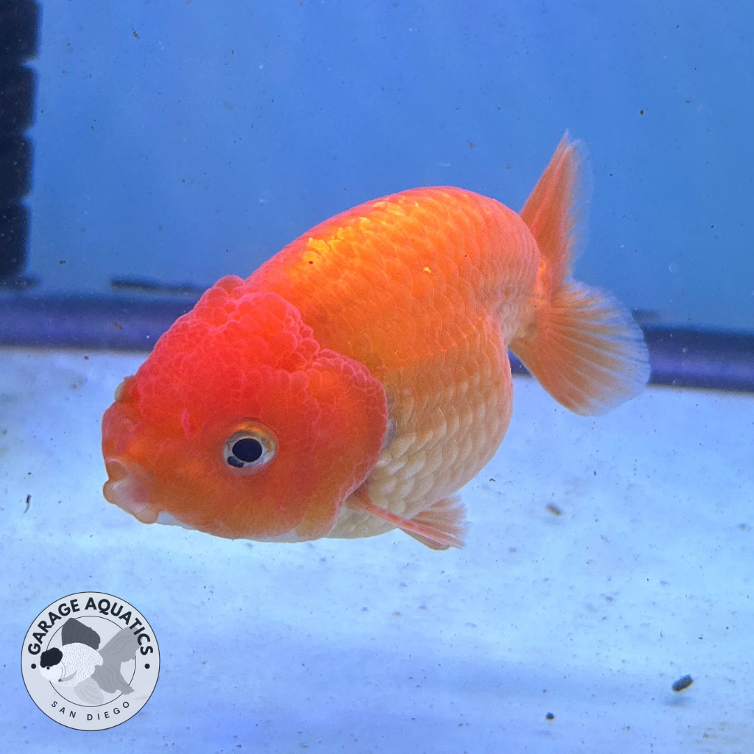 Live Premium Fancy Goldfish Thai Ranchu Red 3" Body (JC-088) R1C01