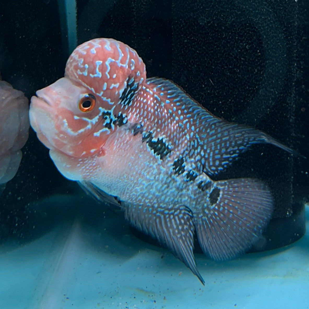 Super Red Dragon Flowerhorn MALE 4.5" inch King Kamfa BIG KOK (SRD06) D25-03