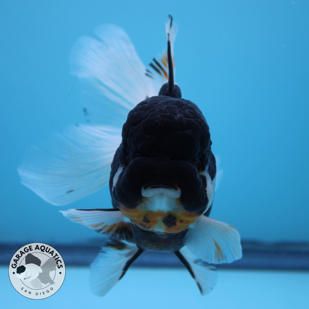 Live Premium Fancy Goldfish Thai Oranda Panda Orchid Tail Female 3.5” Body 8 Months (JC-047)