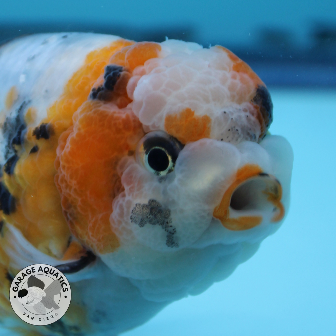 Live Premium Fancy Goldfish Ranchu Galaxy Calico Male 3.5” body 8 Months (JC-059)
