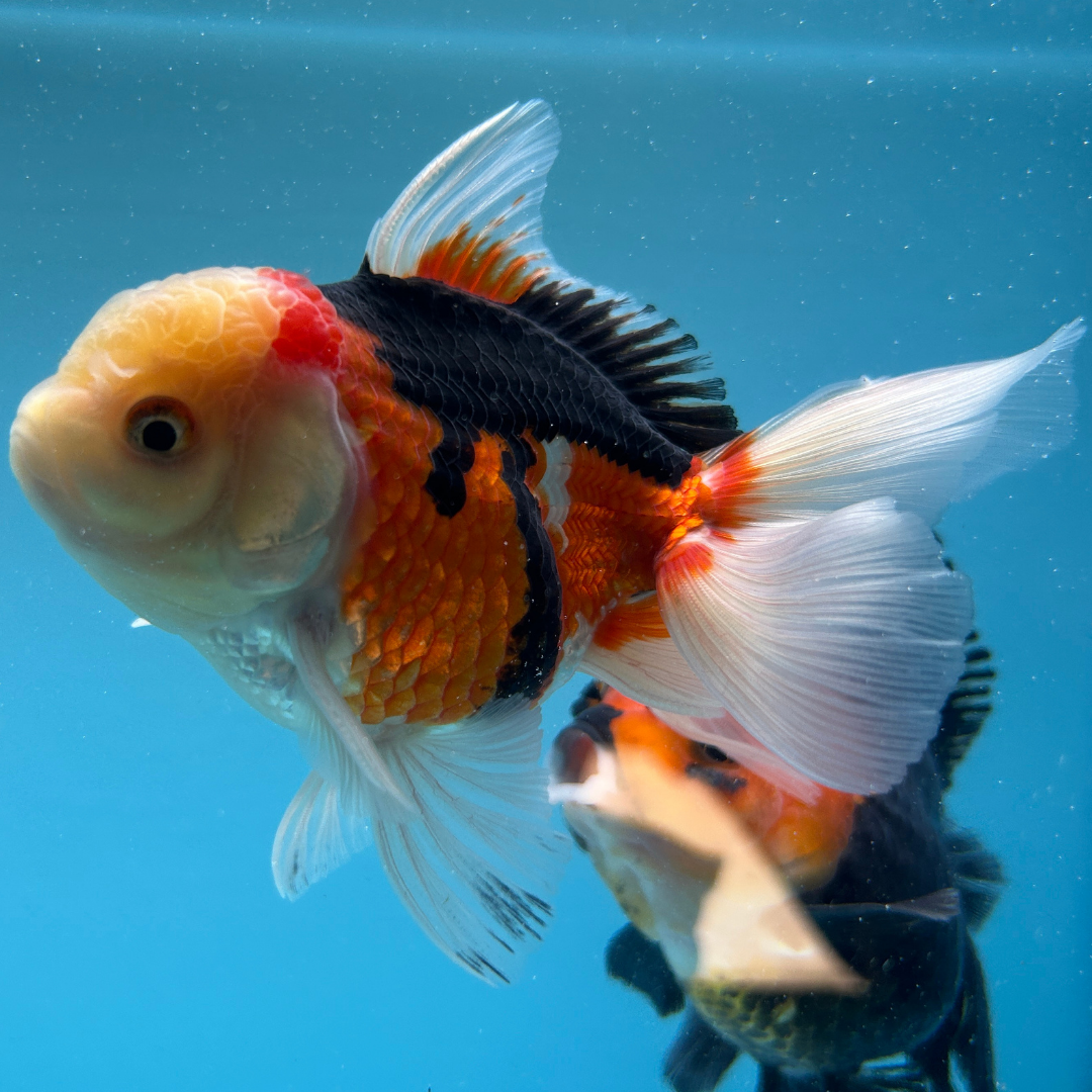 Live Premium Fancy Goldfish Thai Oranda Tri-Color 3” body Male 6 Months (JC-111) R1C03