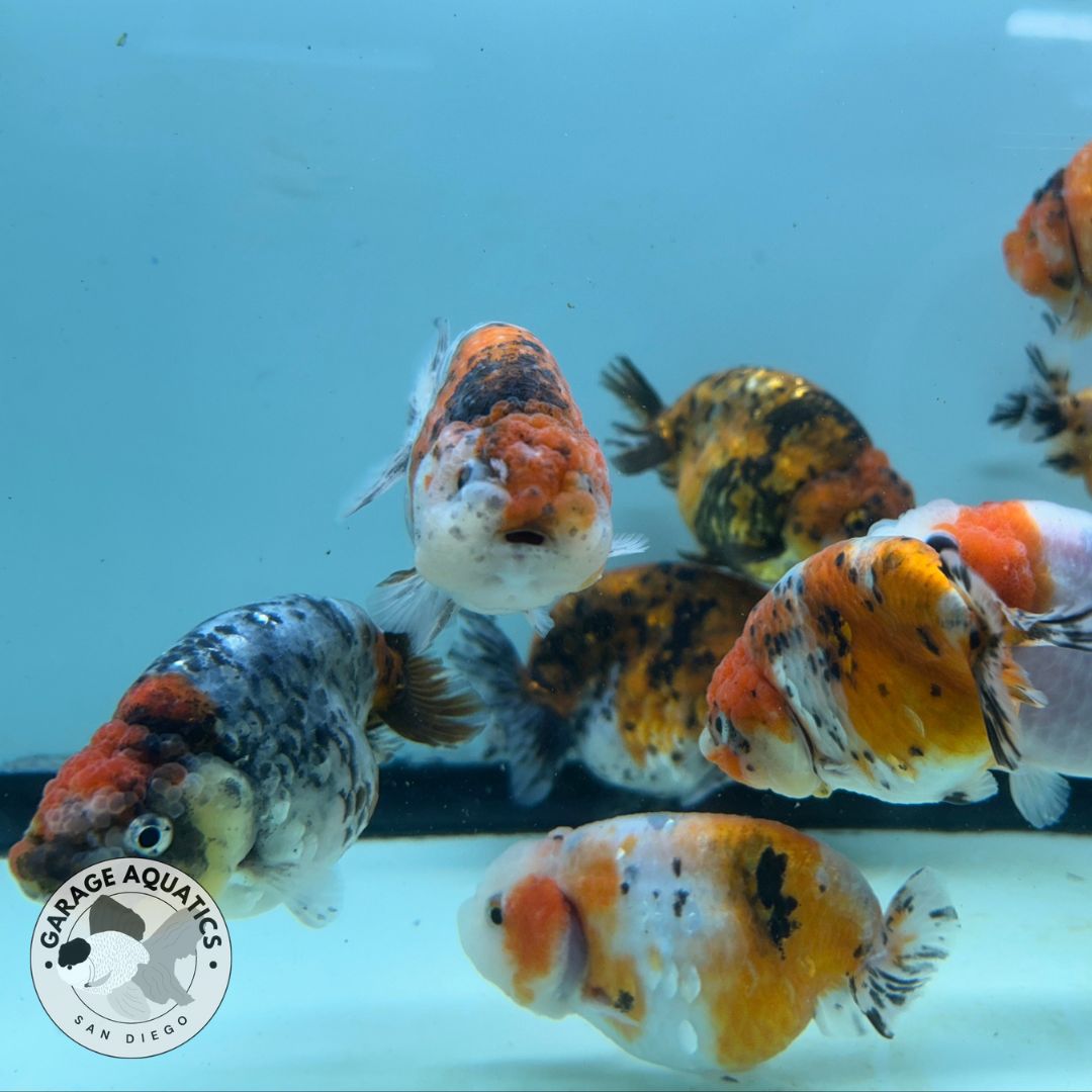 Live Fancy Goldfish Premium Thai Ranchu Tiger Calico 2.5"-3.5" Body (Our Choice)