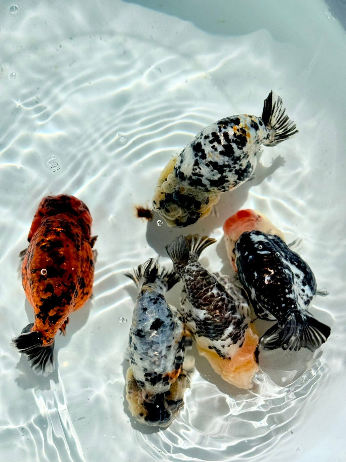 Mix Color Thai Ranchu Goldfish, 2"-3" Body (Our Choice)