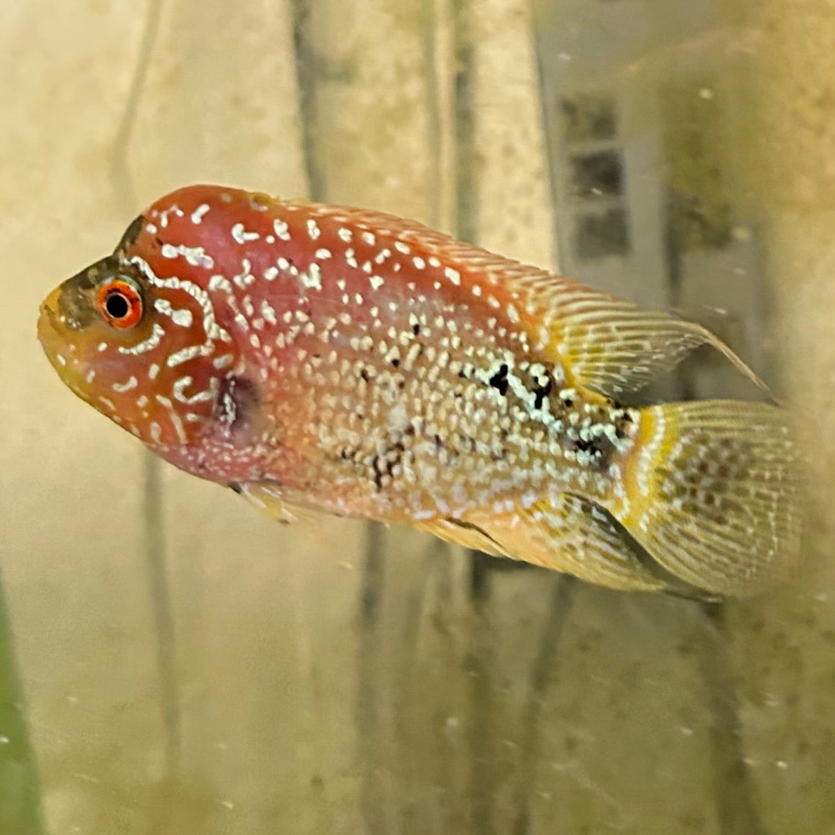 Live Freshwater Golden Base Kamfa 5"+ Male Flowerhorn by Snow X Breed Thailand (FH-001)