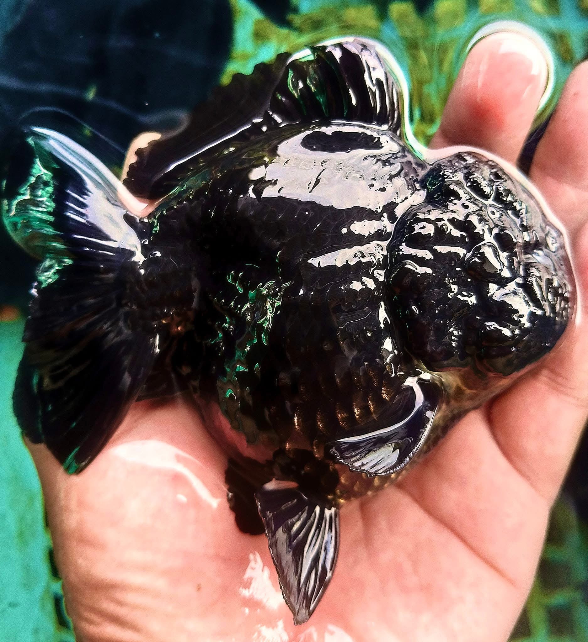 Live Fancy Goldfish Premium Thai Oranda Short Tail 3"-4" Body Apache, Panda, Tri-Color, Tiger (Our Choice)