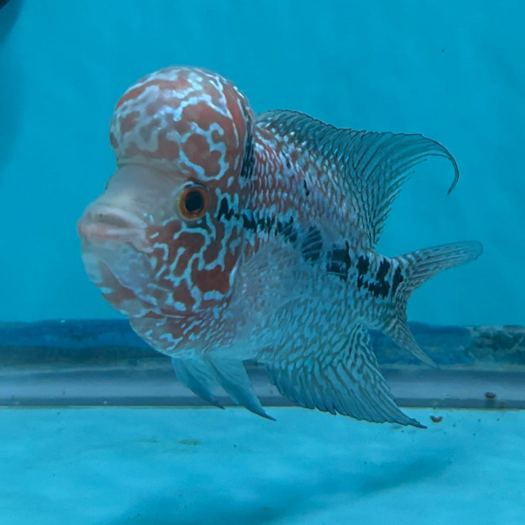 Super Red Dragon Flowerhorn MALE 4" inch King Kamfa BIG KOK (SRD05) D25-03
