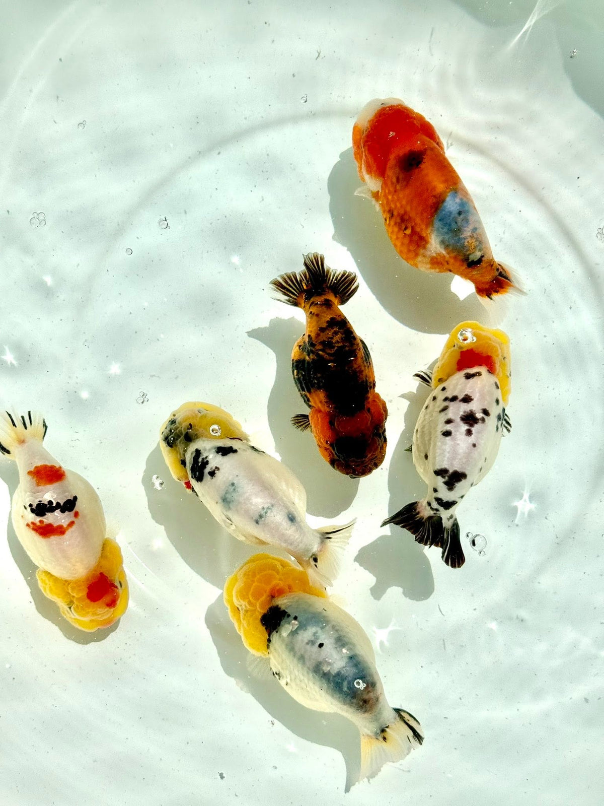 Mix Color Thai Ranchu Goldfish, 2"-3" Body (Our Choice)