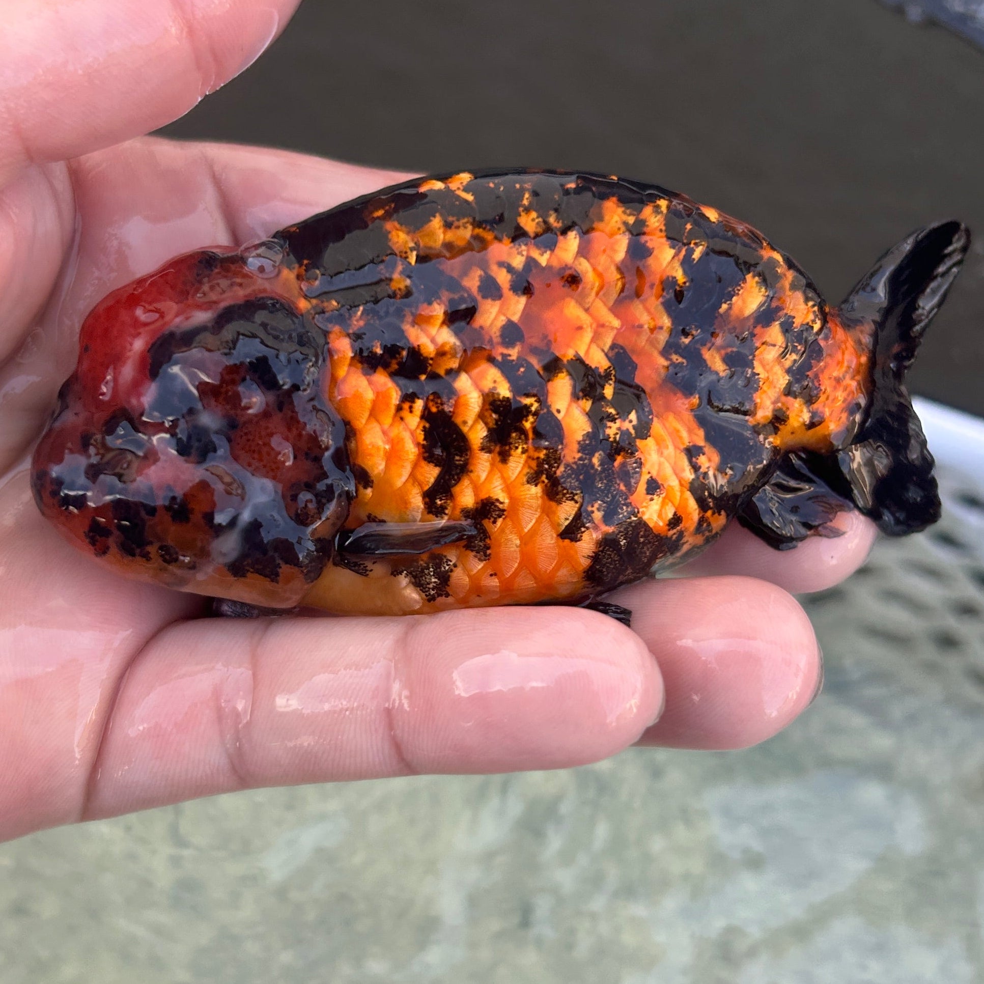 Live Premium Fancy Goldfish Thai Lionchu Red Tiger 3” body Male 5 Months (JC-140) BlackTub#2