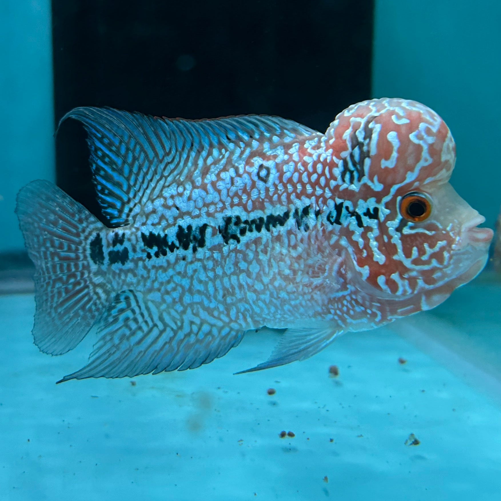 Super Red Dragon Flowerhorn MALE 4" inch King Kamfa BIG KOK (SRD05) D25-03