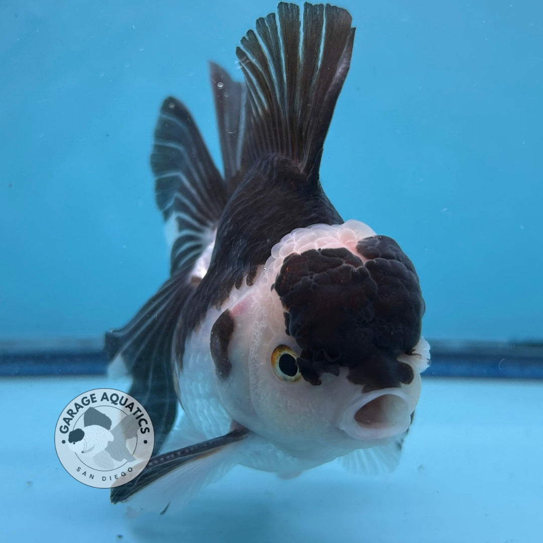 Grade AAA Thai Oranda Panda Rose Tail Strong Body Structure 3.5” Body Male 8 Months (JC-008)
