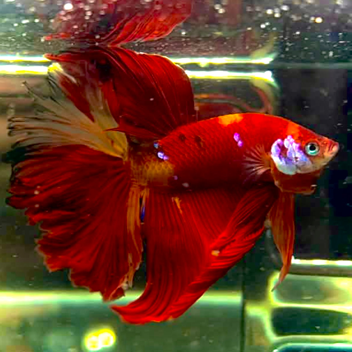 Koi Nemo Halfmoon Male Betta Fish (You pick) JAR#2 GBM-102