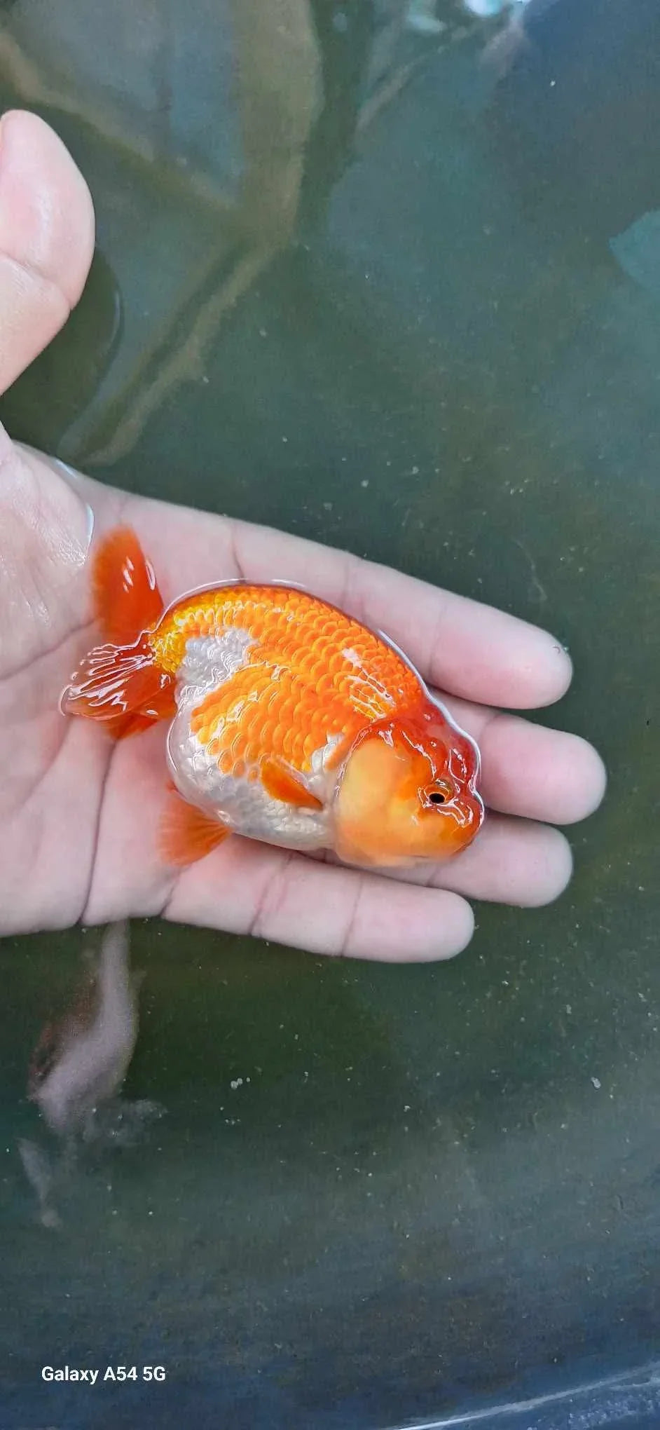 Red and White Thai Ranchu Goldfish, 3" Body 7 Months (Our Choice)