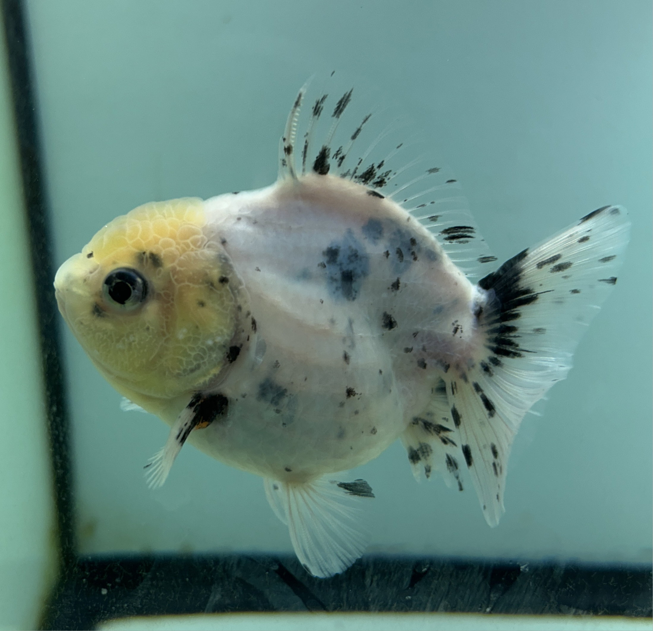 Live Fancy Goldfish Premium SHOGUN Thai Oranda Short Tail Yuan Bao Direct From Farm (Our Choice)