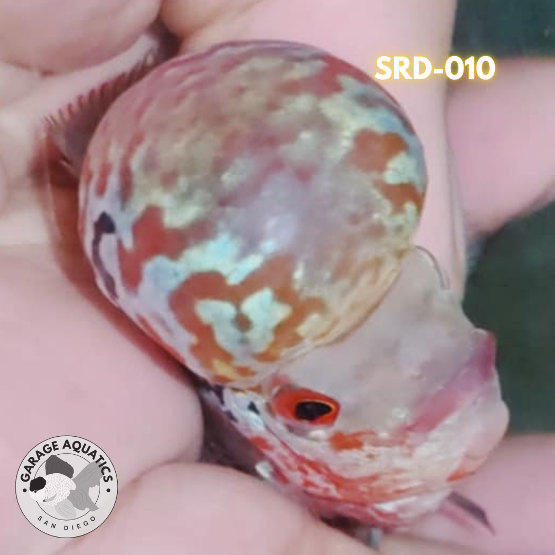 F1 Super Red Dragon Flowerhorn MALE 2" inch King Kamfa BIG KOK (SRD-010)