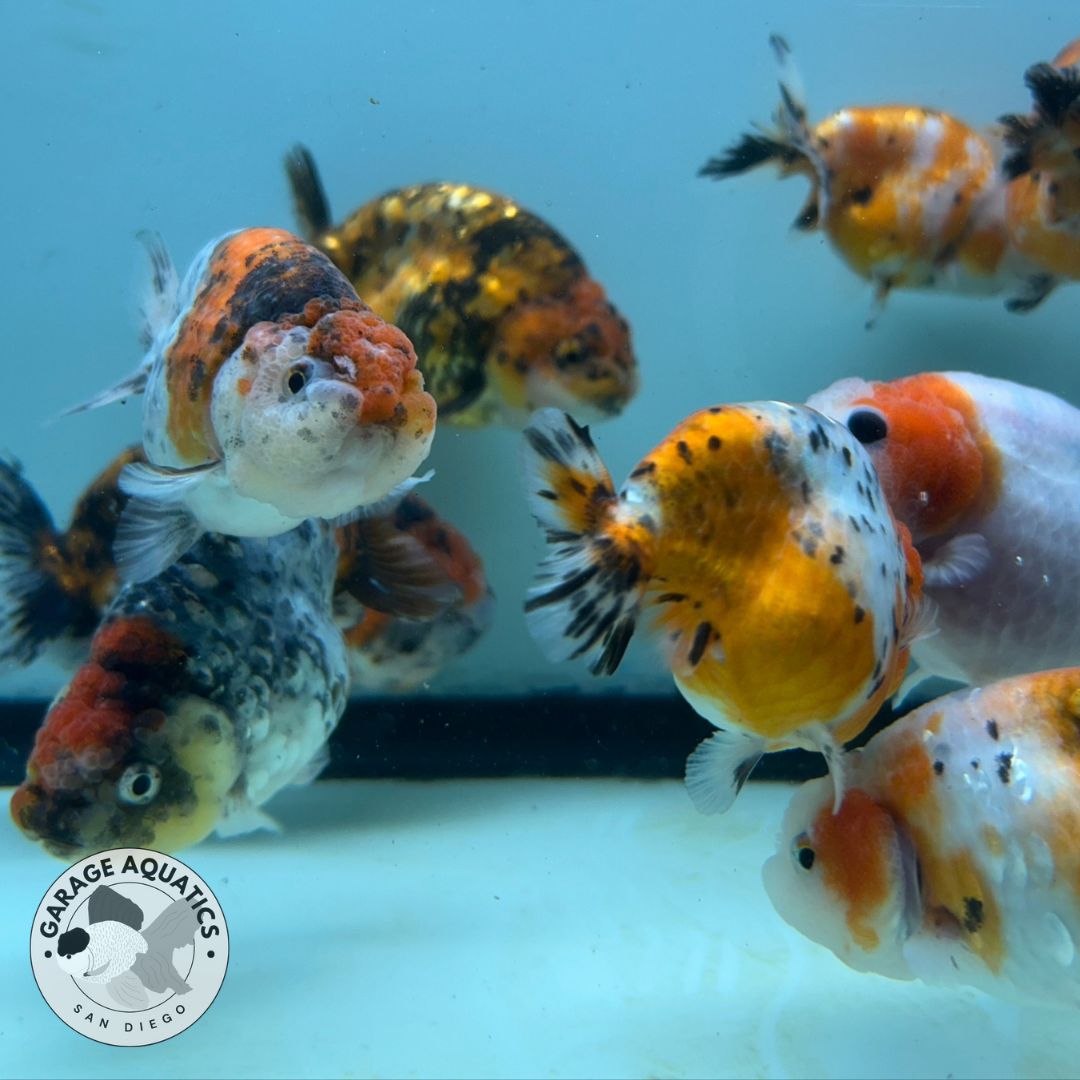 Live Fancy Goldfish Premium Thai Ranchu Tiger Calico 2.5"-3.5" Body (Our Choice)