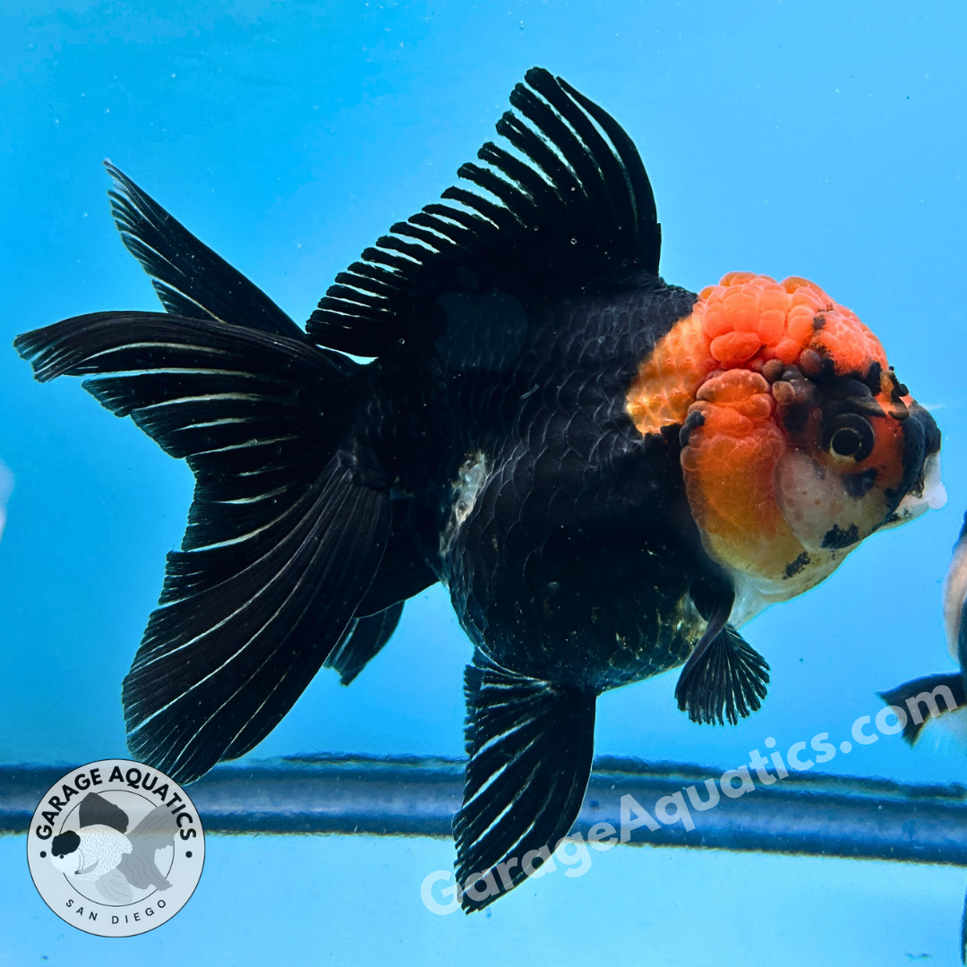 Live Premium Fancy Goldfish Thai Oranda Red Cap Black Body 3.5” body Female 8 Months (JC-112) R1C02