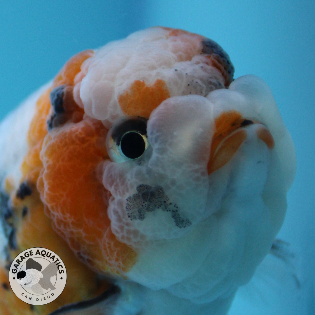 Live Premium Fancy Goldfish Ranchu Galaxy Calico Male 3.5” body 8 Months (JC-059)