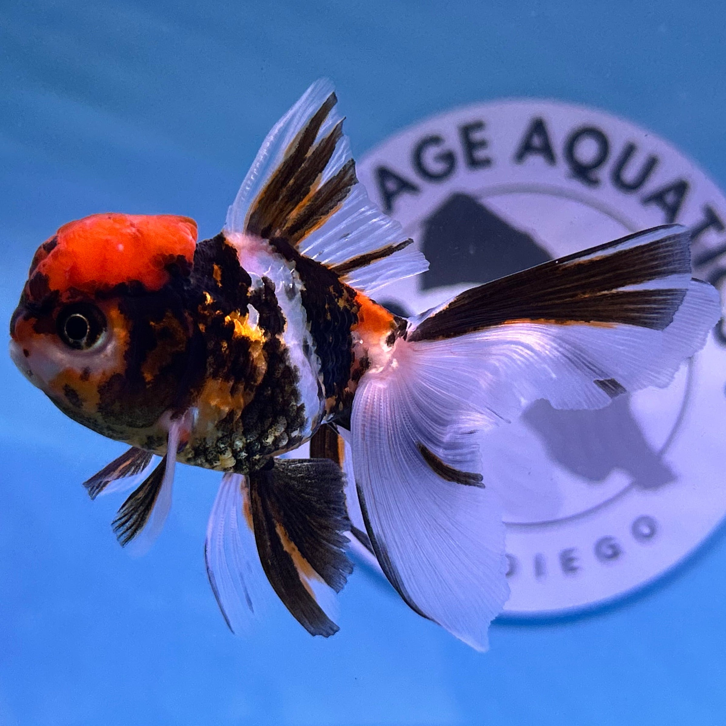 Live Premium Fancy Goldfish Thai Oranda Tiger 2” Body Female R1B01(JUS-008)