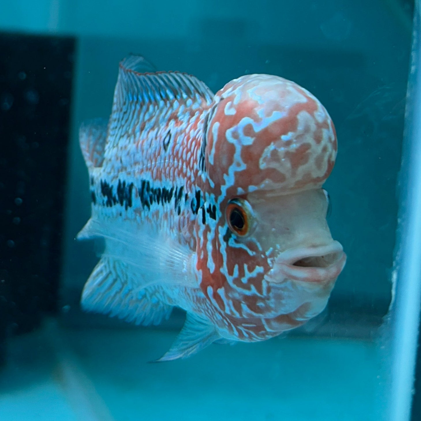 Super Red Dragon Flowerhorn MALE 4" inch King Kamfa BIG KOK (SRD05) D25-03