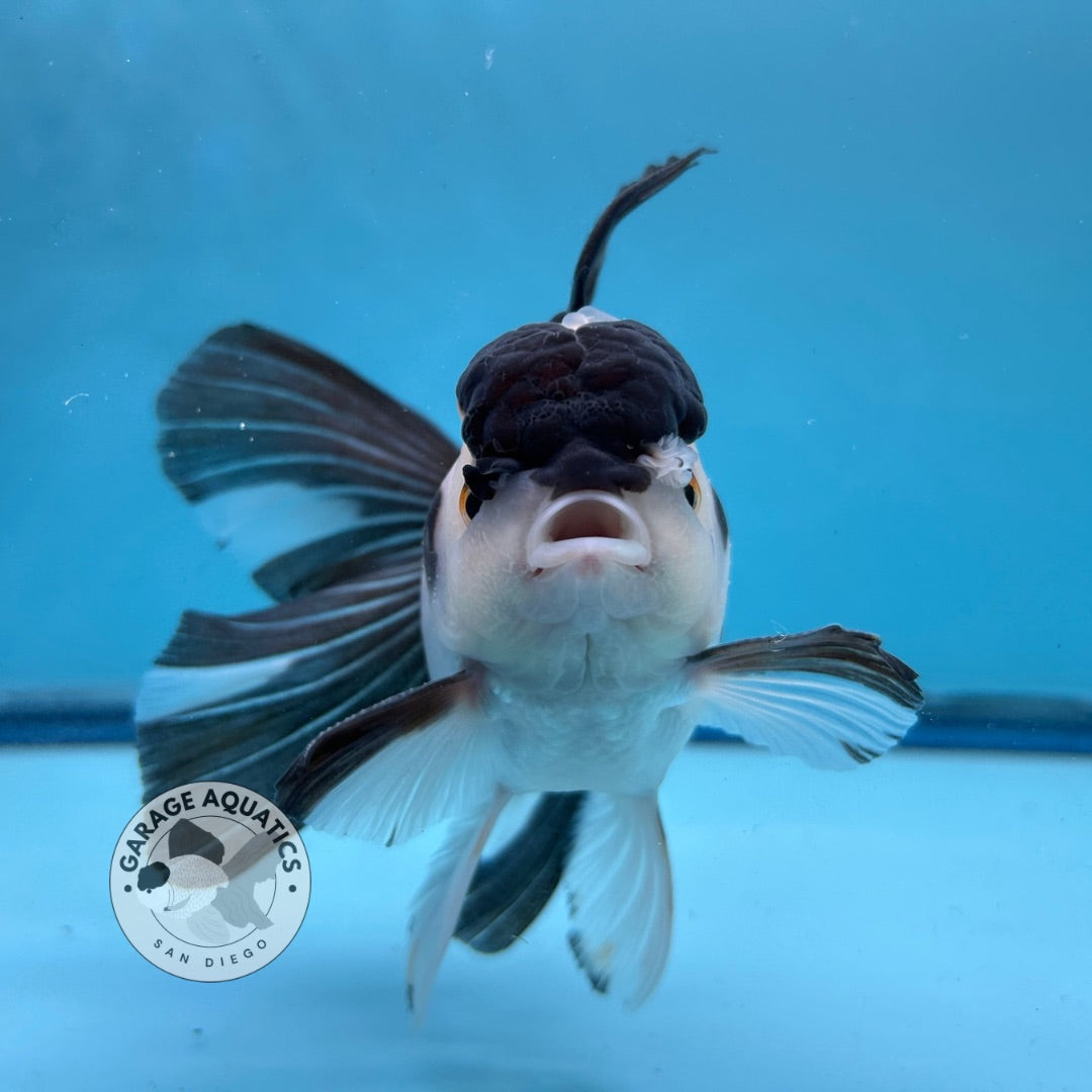 Grade AAA Thai Oranda Panda Rose Tail Strong Body Structure 3.5” Body Male 8 Months (JC-008)