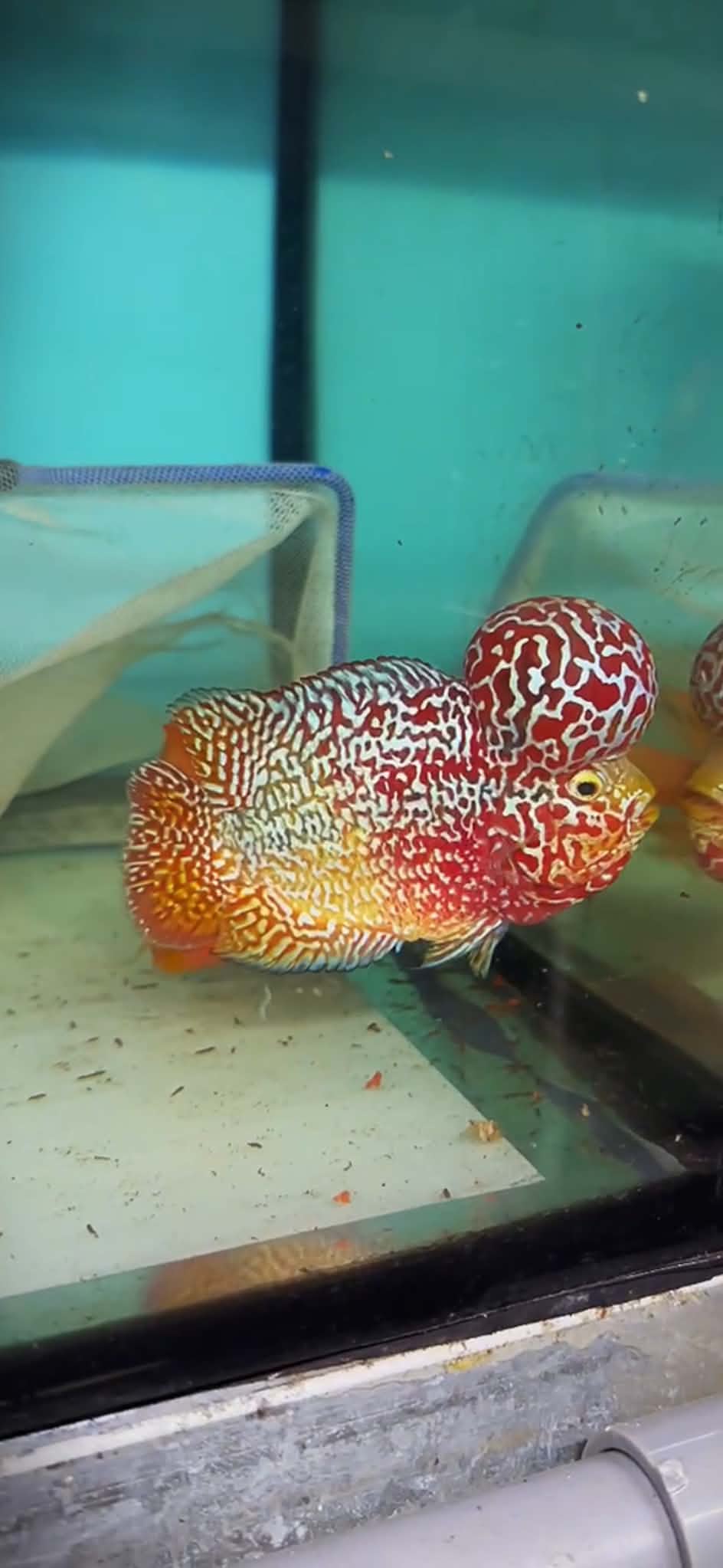 Live Freshwater Fish Kamfa F3 Flowerhorn Cichlid (Standard/Premium Grade) (Our Choice)