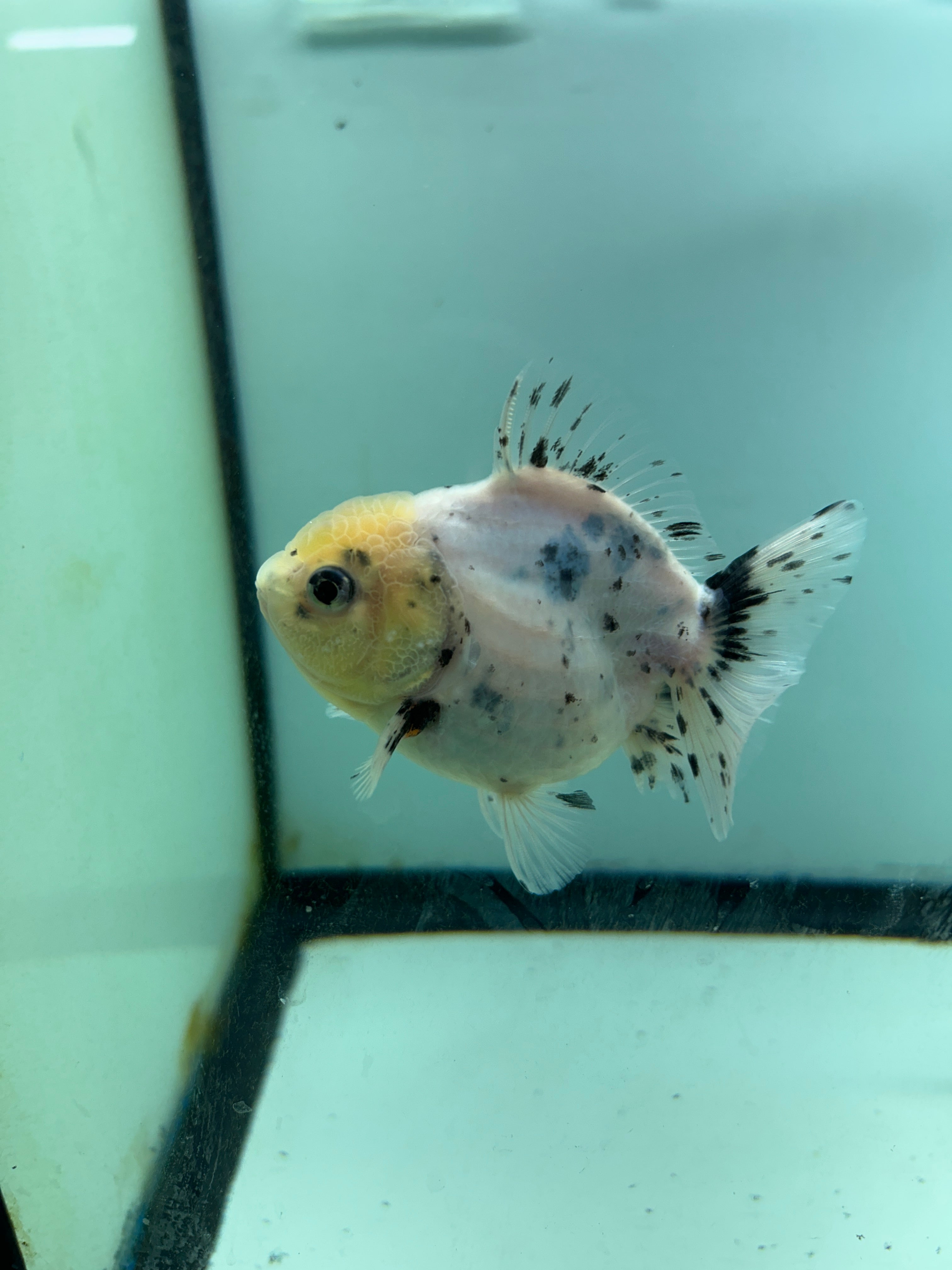 Live Fancy Goldfish Premium SHOGUN Thai Oranda Short Tail Yuan Bao Direct From Farm (Our Choice)