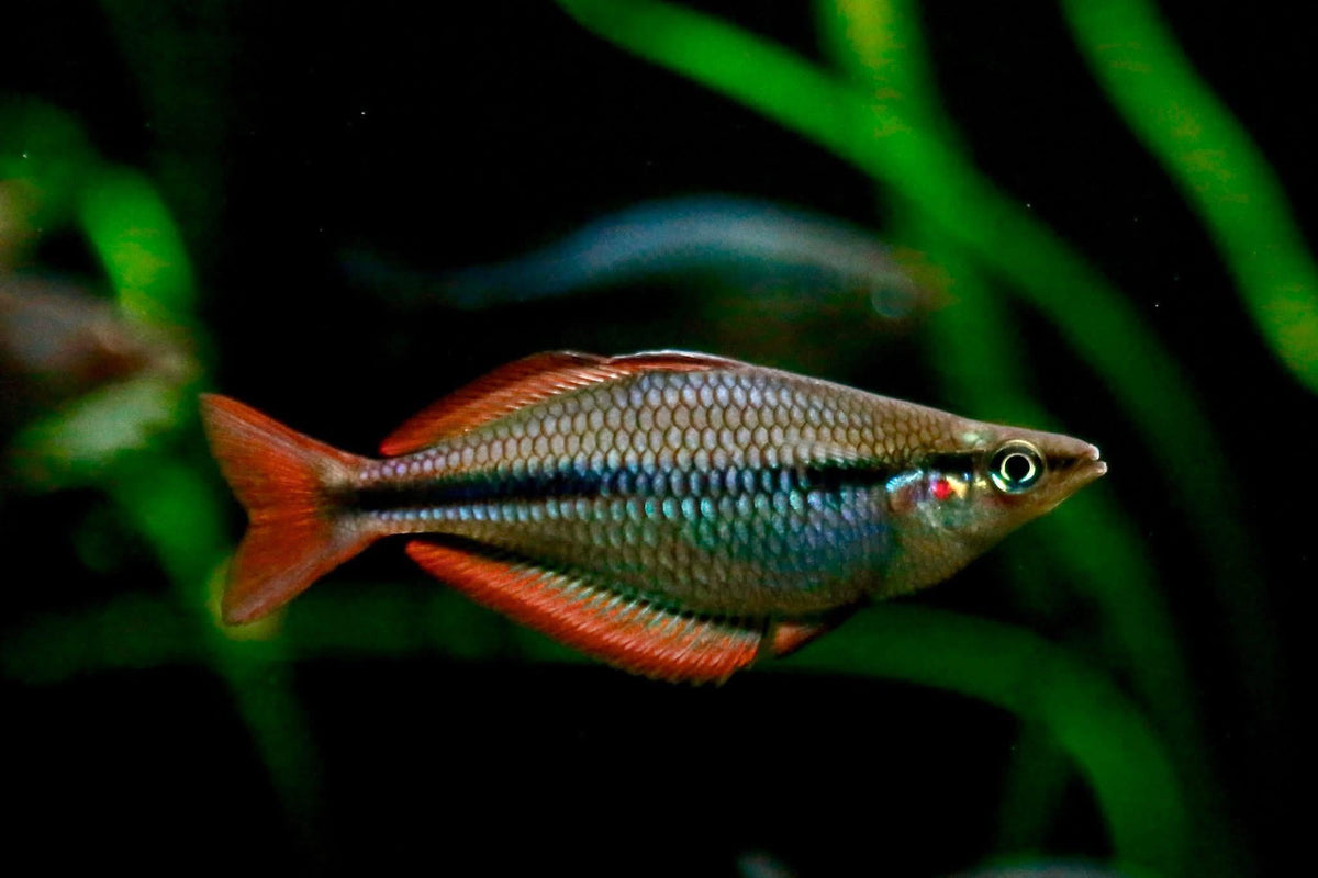 Lake Kurumoi Rainbowfish (Sunset Dwarf), 2.5" Body (Our Choice)