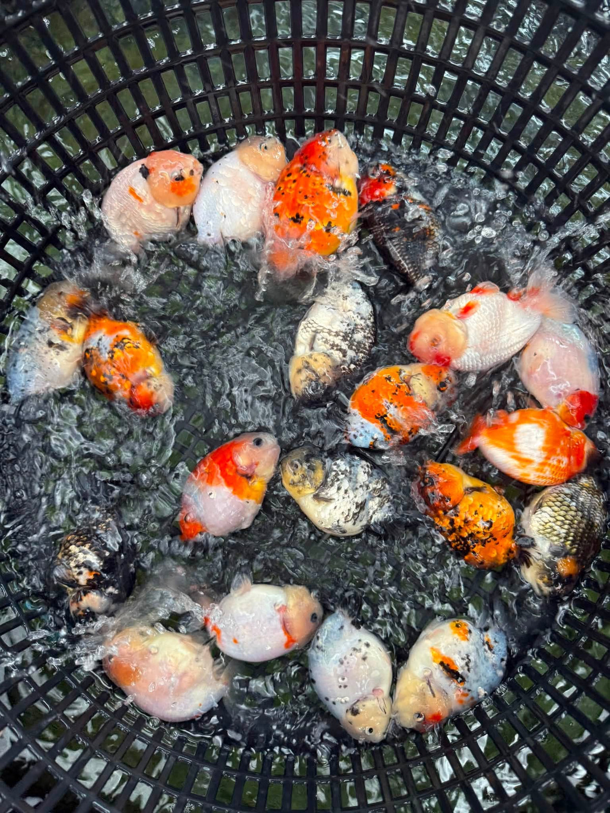 Mix Color Thai Ranchu Goldfish, 2"-3" Body (Our Choice)