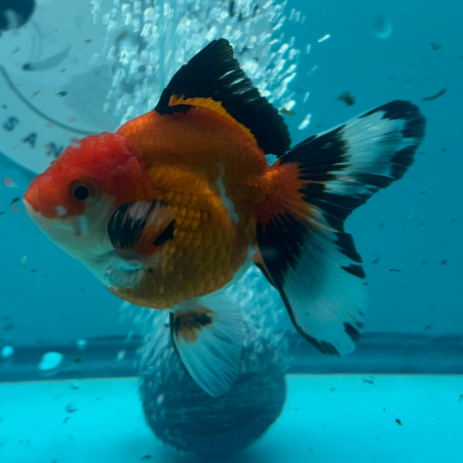 Live Premium Fancy Goldfish Thai Oranda Tri-Color 3" Male Body (SAK-003)