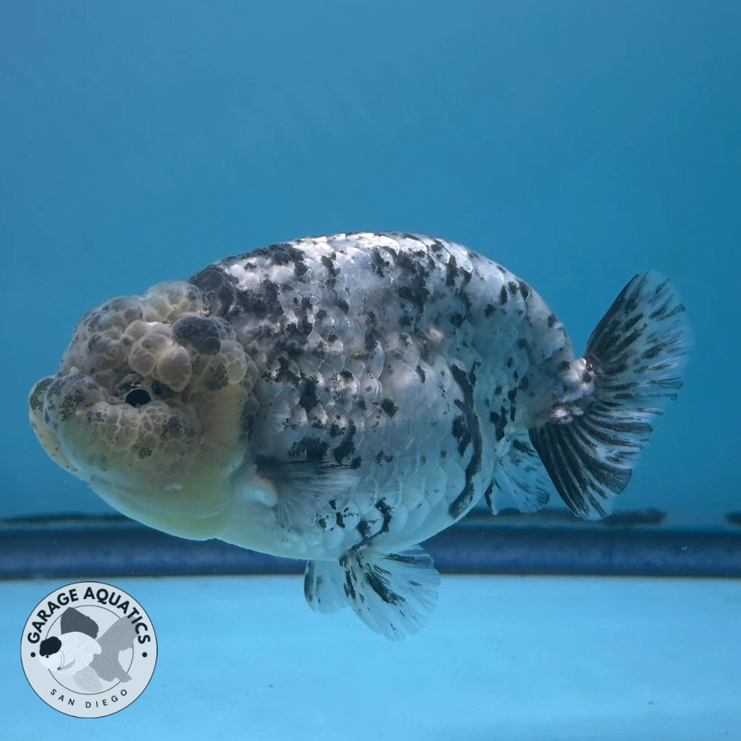 Live Fancy Goldfish Ranchu White Tiger Male 3.5β body 8 Months (JC-057)