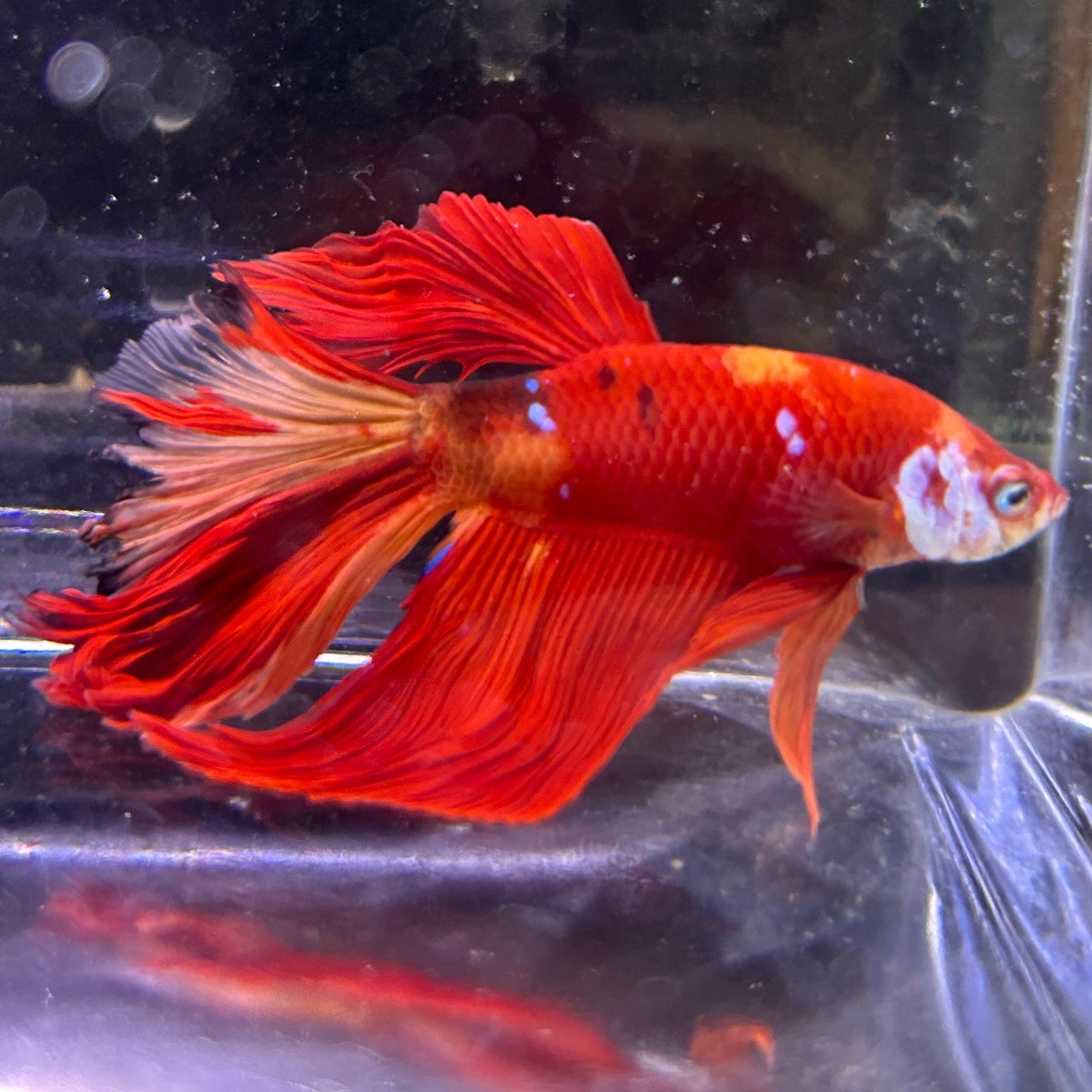 Koi Nemo Halfmoon Male Betta Fish (You pick) JAR#2 GBM-102