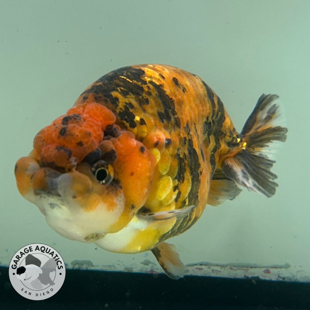 Live Fancy Goldfish Thai Ranchu Tiger Calico 3β Body Male 6 Months (JC-034)