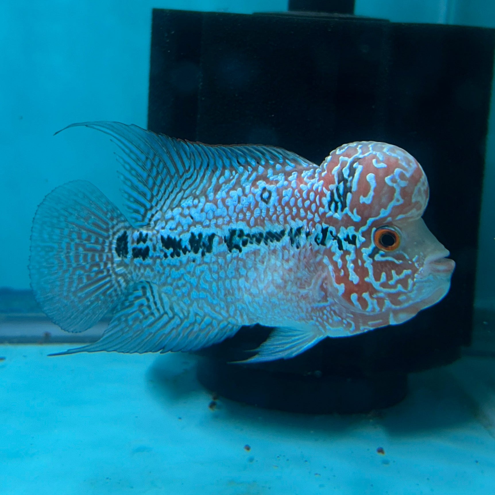 Super Red Dragon Flowerhorn MALE 4" inch King Kamfa BIG KOK (SRD05) D25-03
