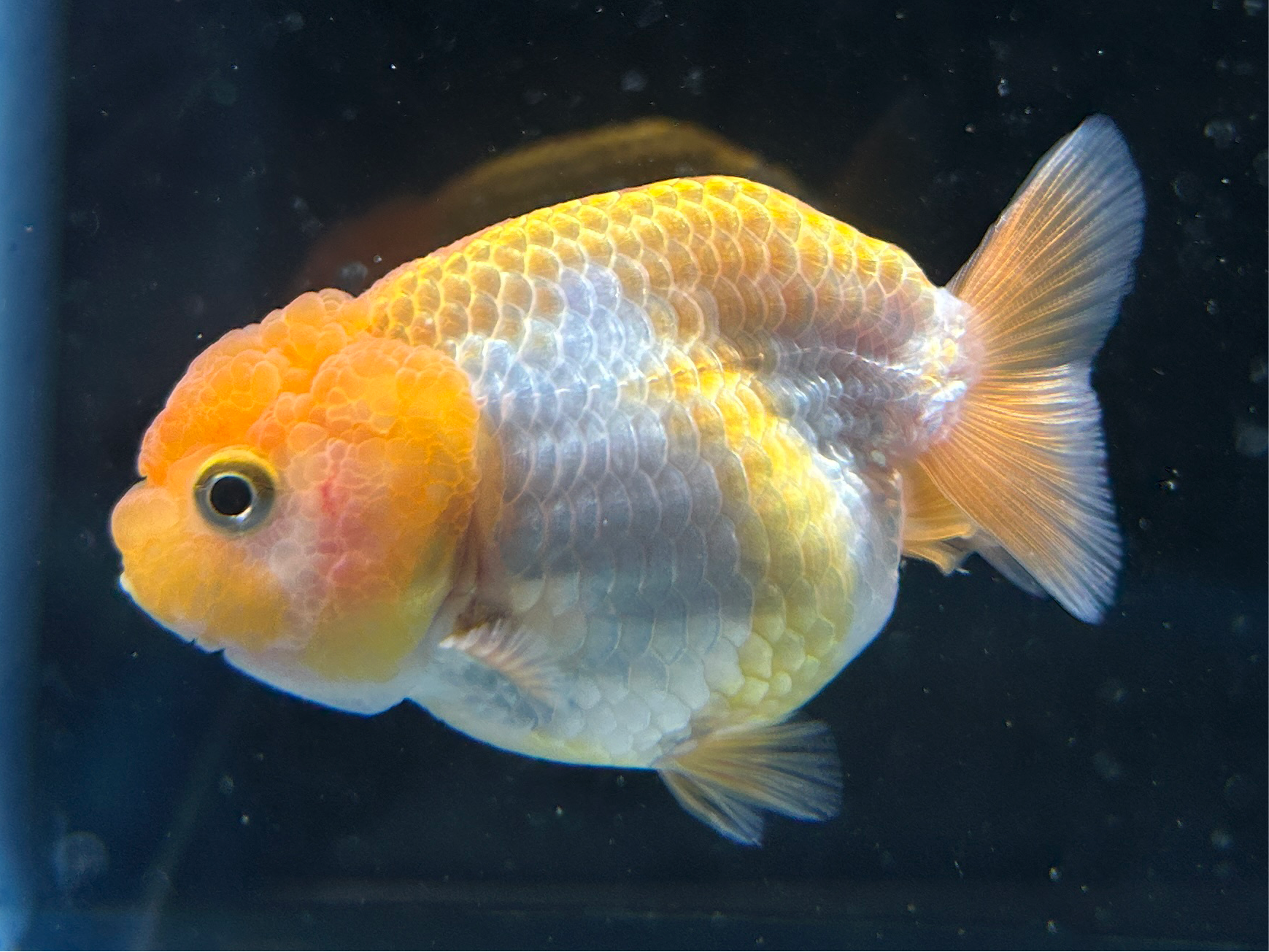 Thai Ranchu Red & White Male 3” Body 4 Months(JC-005)
