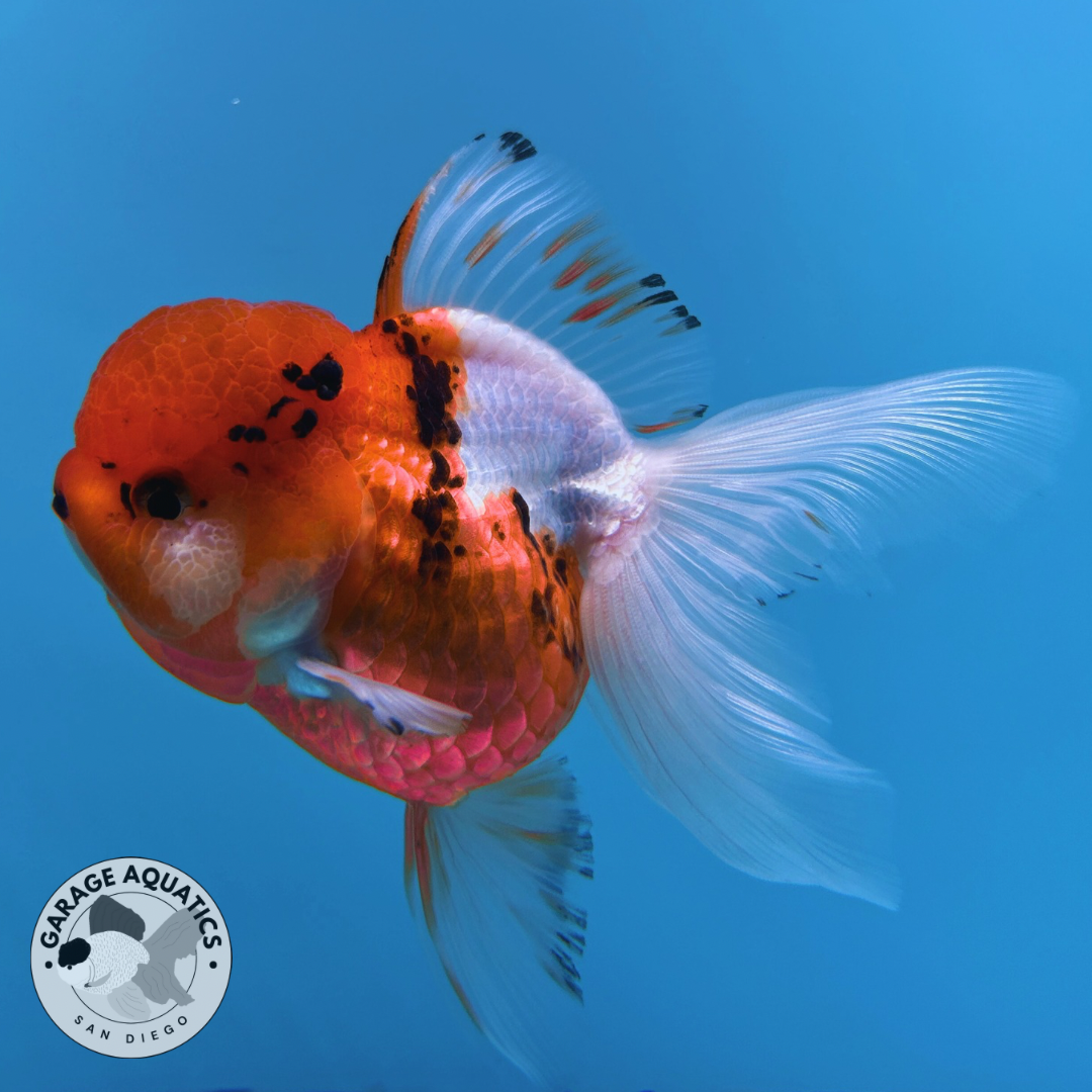 Live Premium Fancy Goldfish Thai Oranda Tri-Color Orchid Tail Female 3.5” Body 8 Months (JC-047)