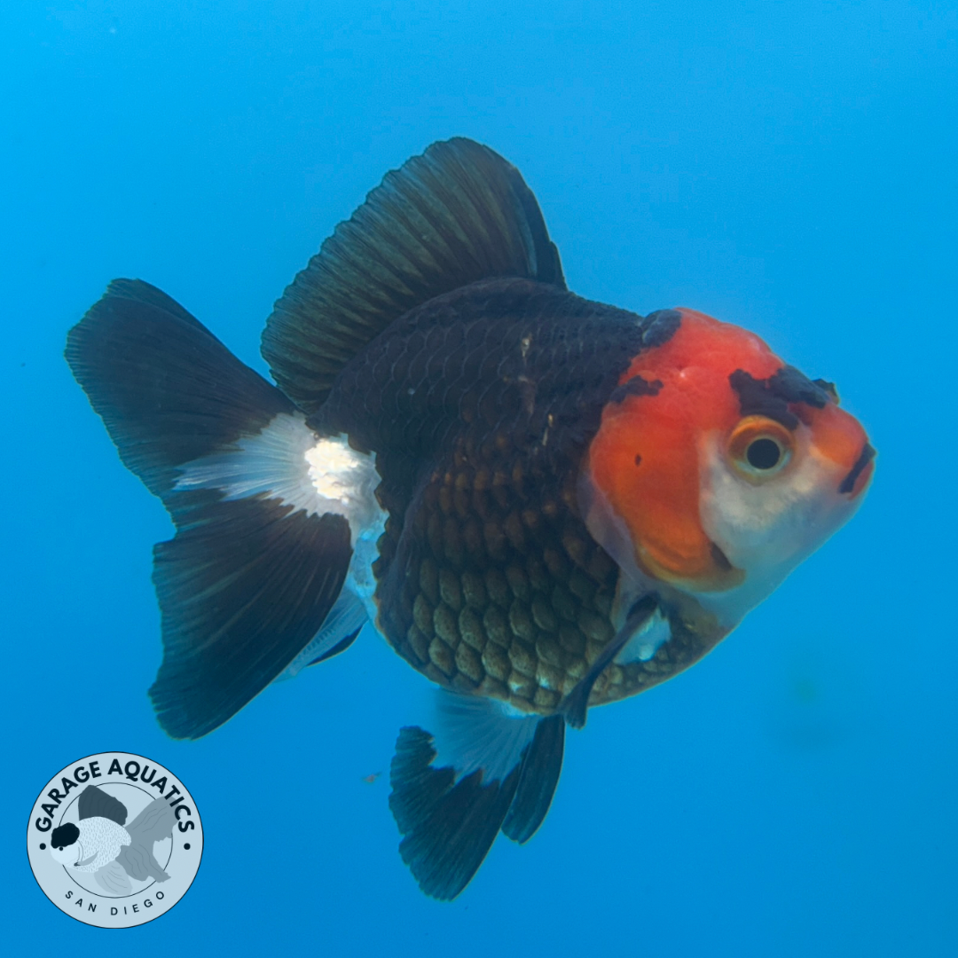 Thai Oranda Tri-Color Red Cap Yuan Bao Short Tail Female 3β Body 7 Months (JC-035)