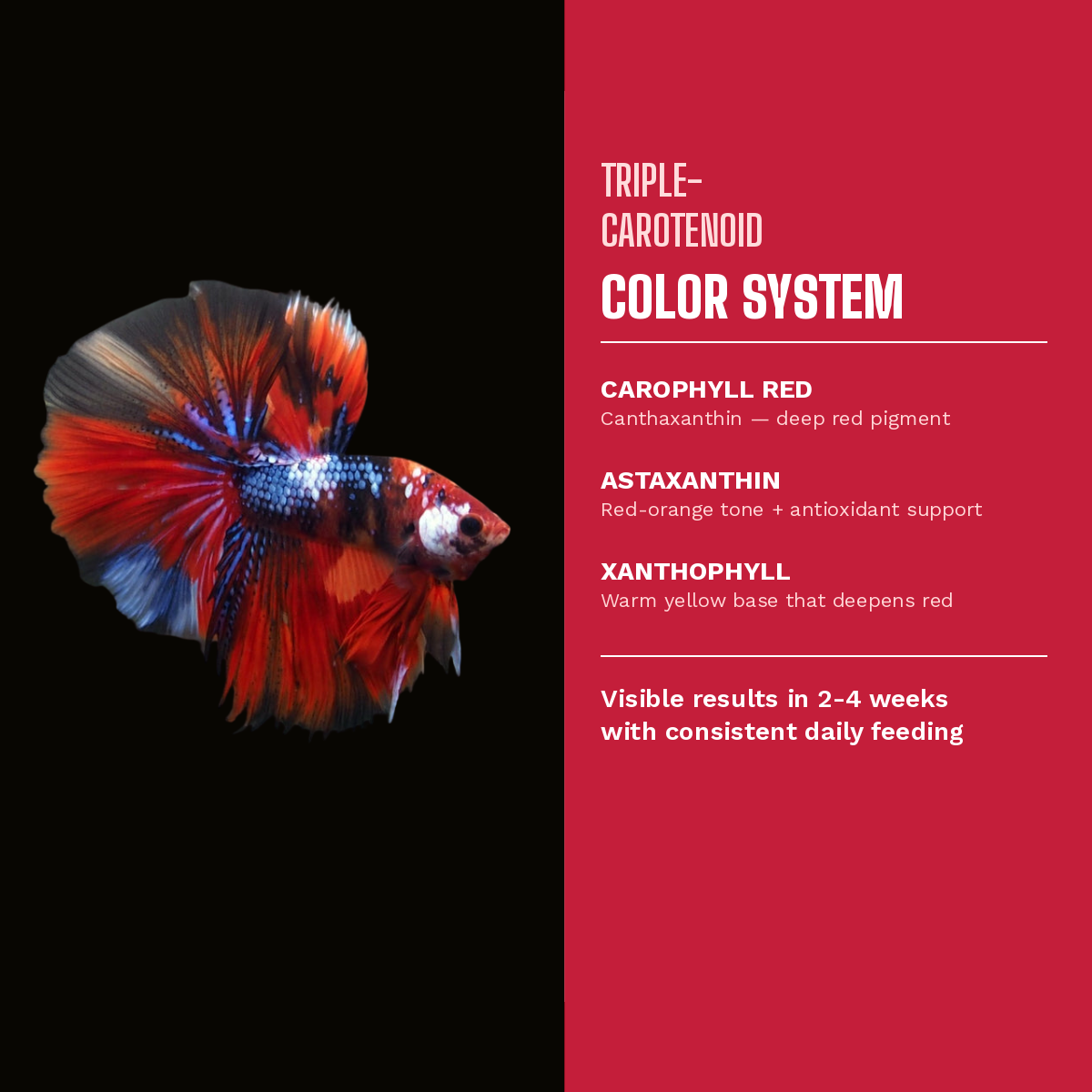 Triple carotenoid color system with canthaxanthin astaxanthin and xanthophyll for red betta