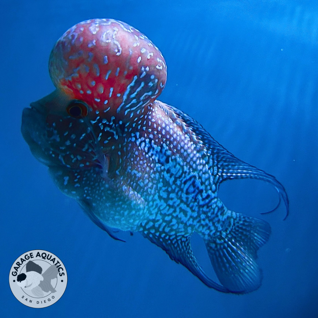 Super Red Dragon Flowerhorn MALE 4.5" inch King Kamfa BIG KOK (SRD04) D25-01